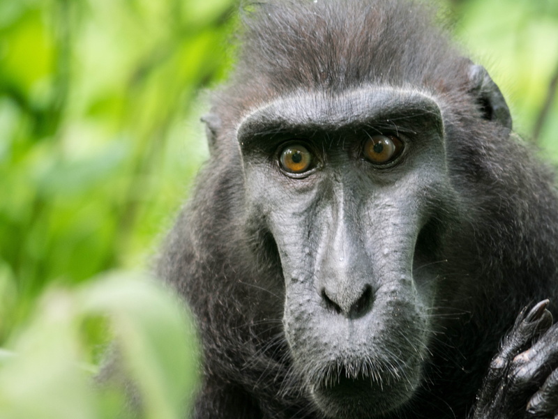 Celebes Crested Macaque, nature, mammal, celebes, endangered species, close-up, Monkey, animal, Macaque, jungle, 4K, vertebrate, macaque, crested, portrait