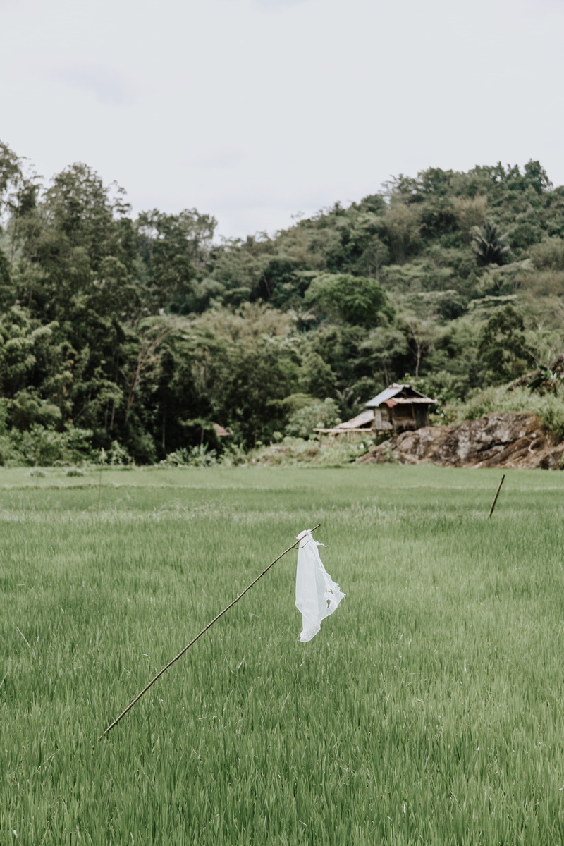 no people, plastic, farm, growth, paddy field, white, scenics - nature, green color, 4K, day, sky, tranquility, landscape, grass, indonesia, clear sky