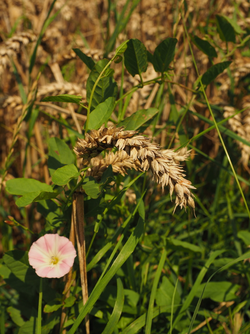 yellow, no people, animal themes, animal wildlife, wild growth, animals in the wild, weed, pollination, Grain, harvest, agriculture, convolvulaceae, vulnerability