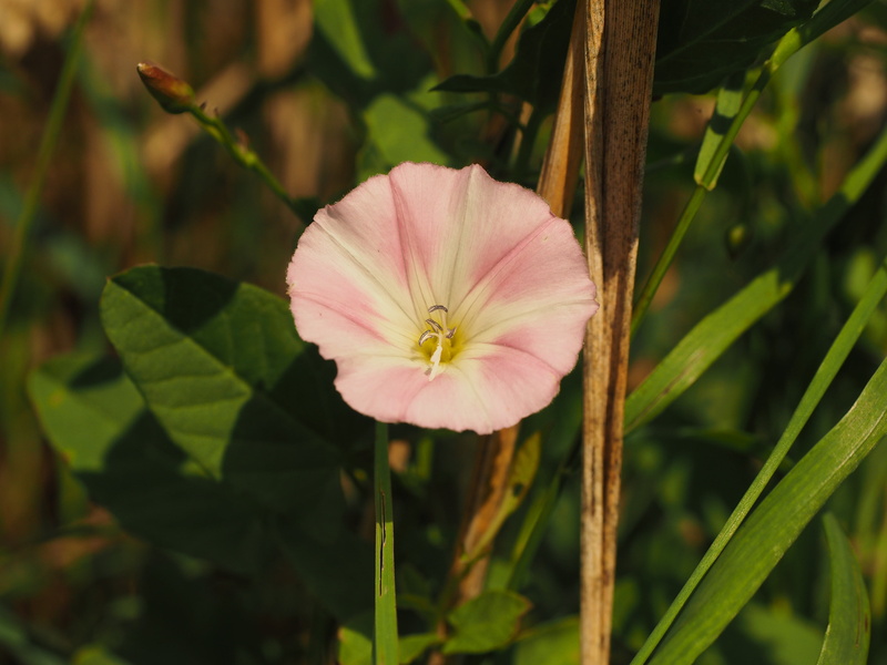 field winds, flower, wind greenhouse, pink color, petal, pollen, outdoors, day, bindweed, leaf, fragility, flowering plant, mother glass, convolvulus arvensis