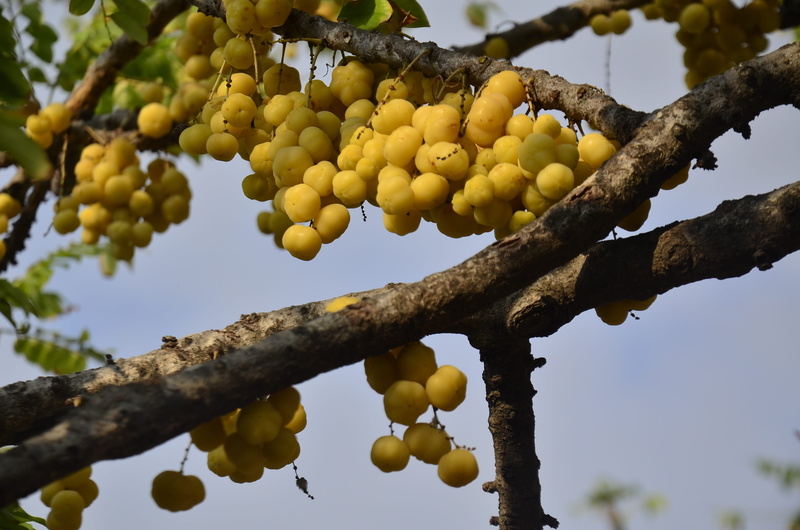 day, fruit, low angle view, healthy eating, Intestinal, citrus fruits, focus on foreground, Beam, freshness, Fruits, fruit tree, sour, tree, hanging, intestinal beam