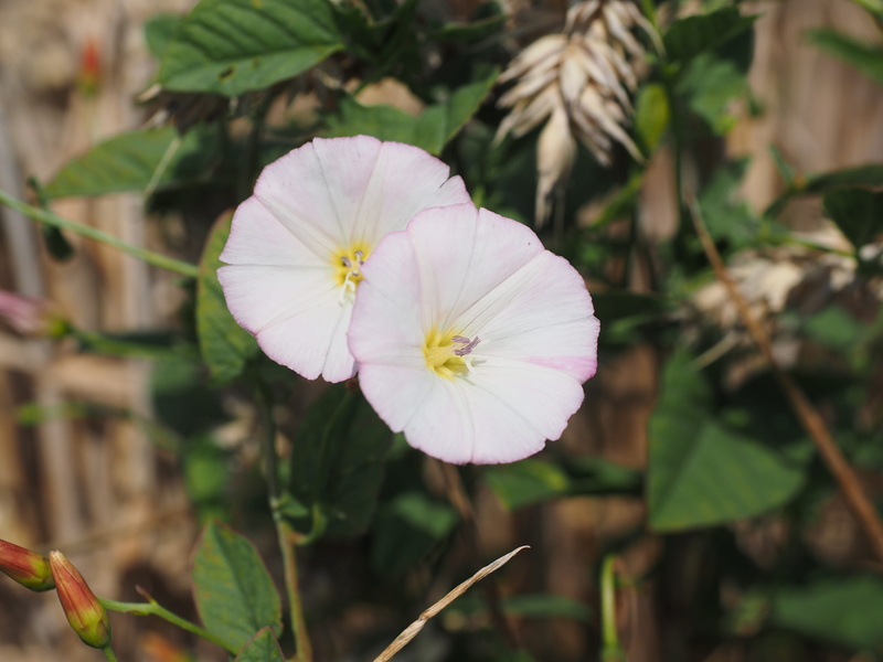 vulnerability, Pink, white, white color, plant part, close-up, day, flowering plant, plant, nature, focus on foreground, convolvulaceae, 4K, growth, devil intestinal