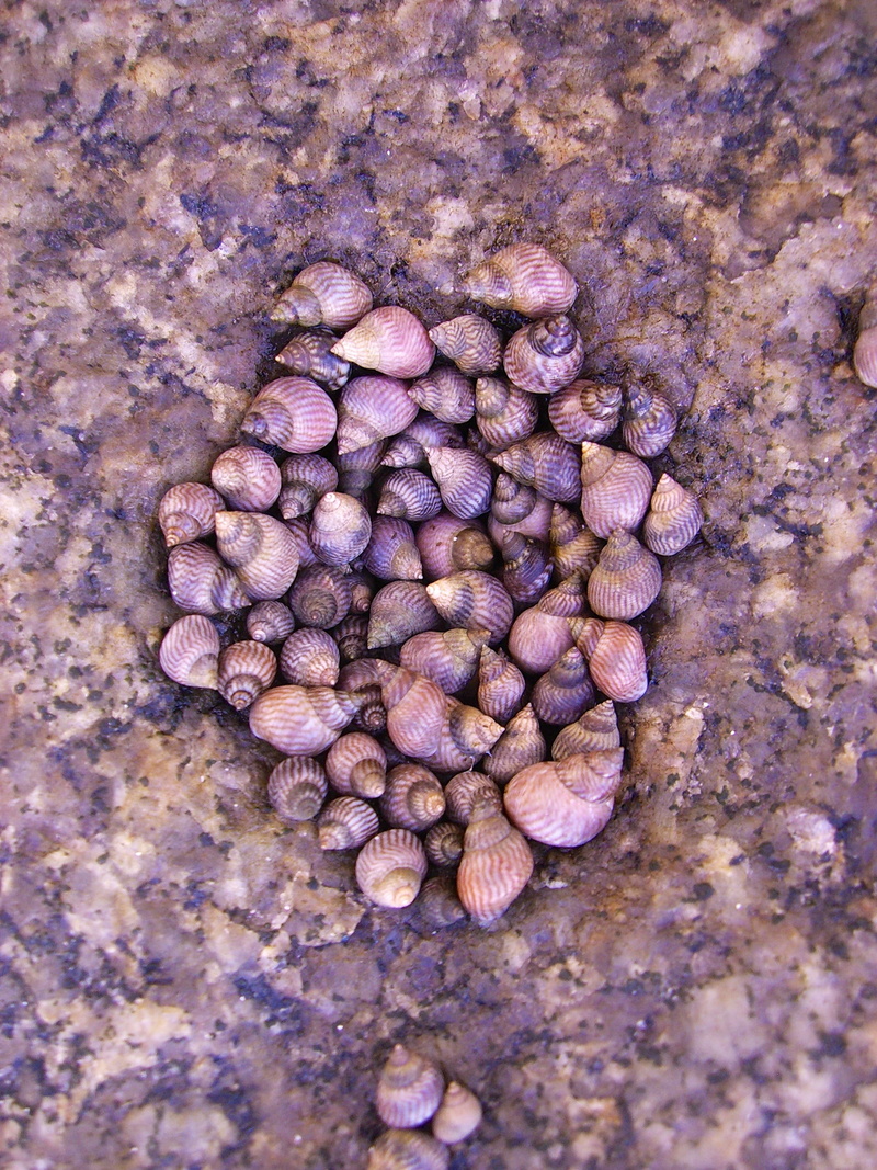 2K, stone, sea, directly above, food, shell, snail, textured, high angle view, abundance, purple, healthy eating, solid, close-up, nature, no people, large group of objects