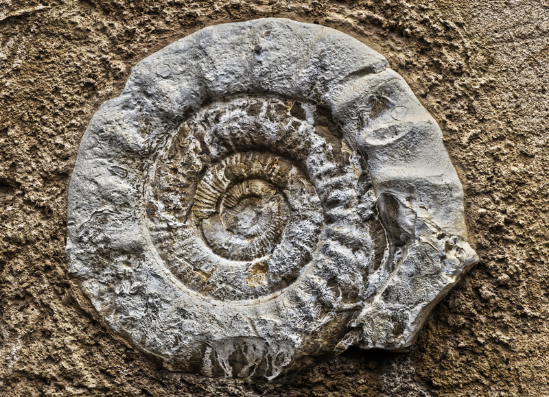 animal shell, the past, rough, concrete, architecture, animal, petrification, petrified, animal wildlife, solid, ornament, textured, jurassic sea, ammonites