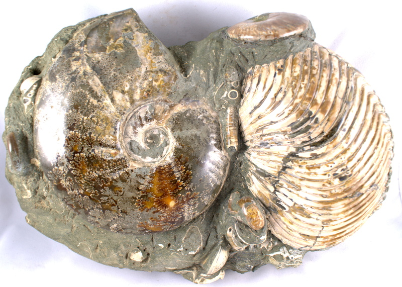4K, Earth, Ammonite, Mineral