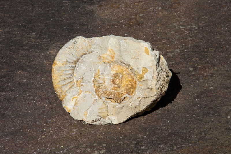 still life, studio shot, land, mineral, ammonit, outdoors, solid, petrification, close-up, textured, 4K, day, geology, high angle view, fossil, no people