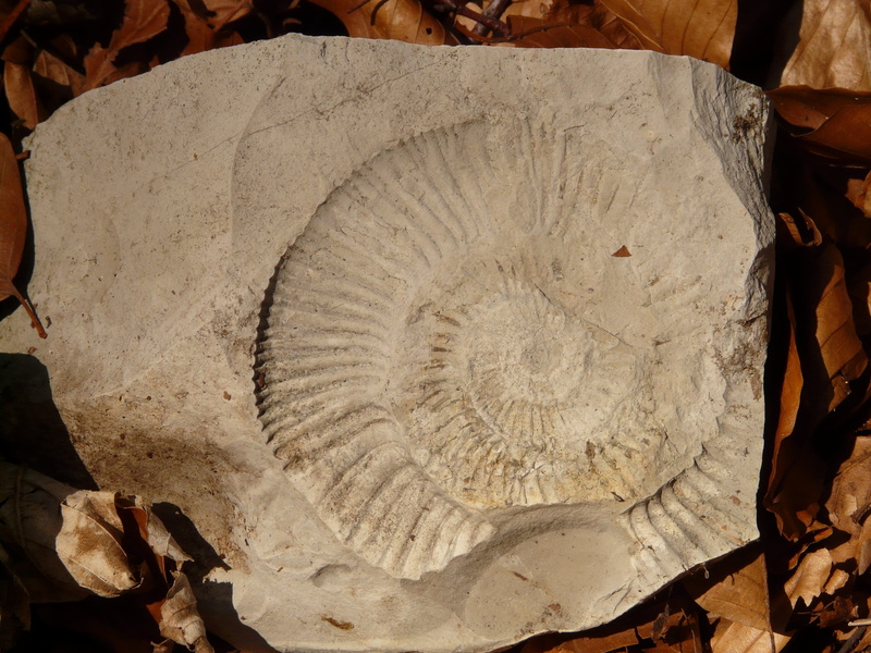 textured, snail, day, fossil, leaf, wood - material, sunlight, natural pattern, history, close-up, limestone, still life, pattern, animal, shell, indoors