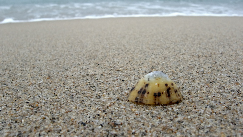 gastropod, animal, patellidae, alone, animal themes, marine, coast, seashell, animal shell, no people, crab, sand, one, isolation, beauty in nature, animal wildlife