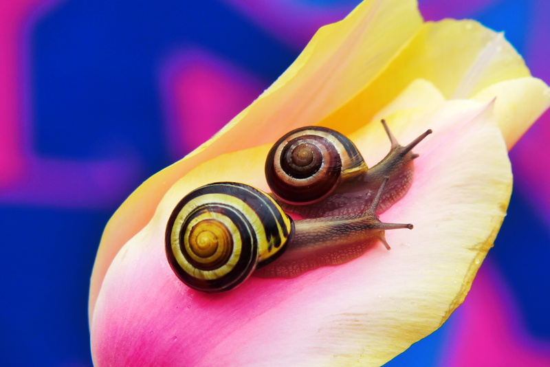 shell, plant, spiral, gastropod, beauty in nature, spring, brzuchonóg, animal themes, animal, animal wildlife, flower, model, animals, vulnerability, tulip
