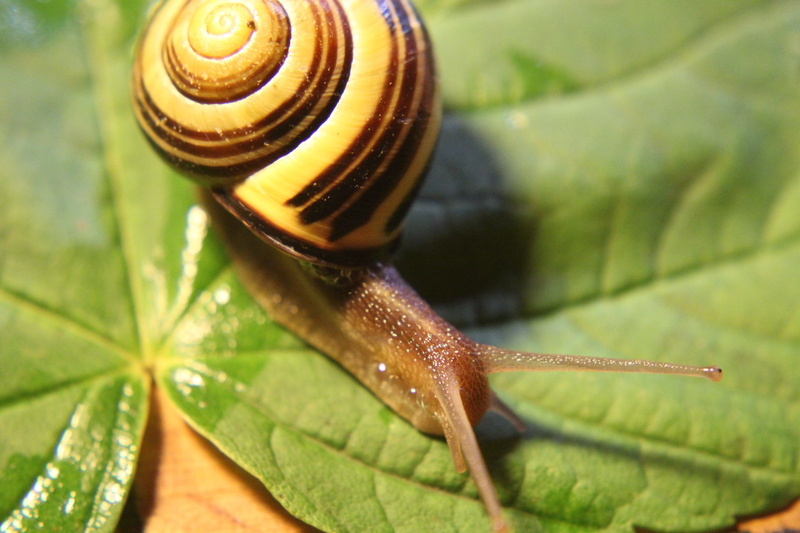 gastropoda, mollusk, one animal, close-up, shell, animal antenna, animal, animal wildlife, gastropod, land snail, nature, molluscs, boredom, animals in the wild