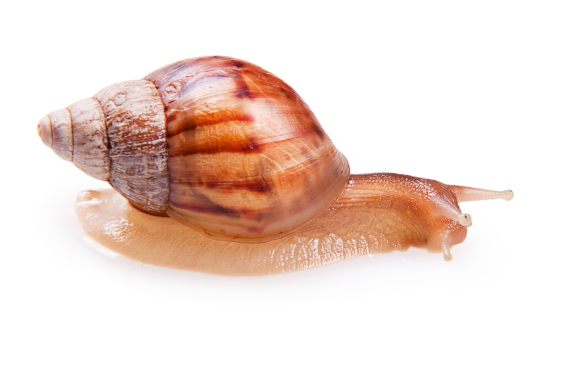 small, mollusk, invertebrate, studio shot, brown, spiral, snails, cut out, molluscan, shell, white, animals in the wild, boredom, slippery, marine, animal