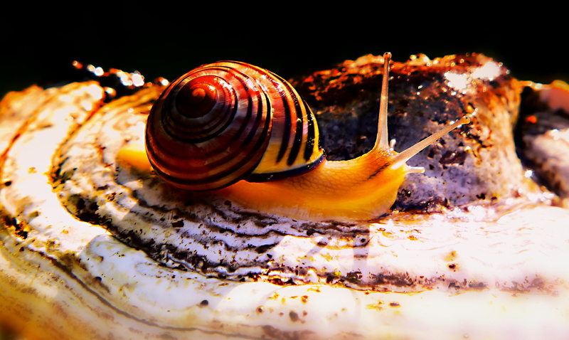 sea, closeup, gastropod, vegetation, slide, mushroom, no people, molluscs, invertebrate, brzuchonóg, animal, animal wildlife, autumn, spiral, close-up