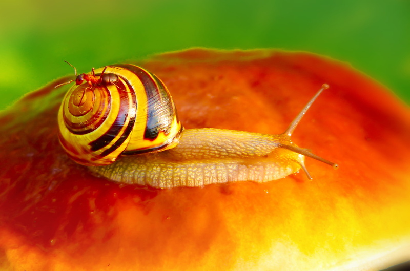 alive, molluscs, wstężyk huntsman, antennae, animal wildlife, mollusk, animals, color, selective focus, one animal, the environment, invertebrates, closeup