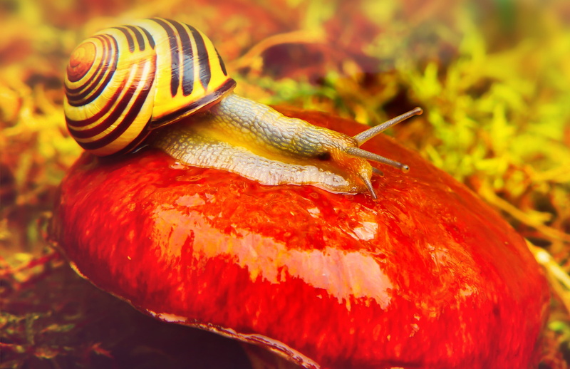 biology, animal themes, mollusk, snail, nature, animals, red, shell, animal body part, spiral, at the court of, animal antenna, no people, animal shell