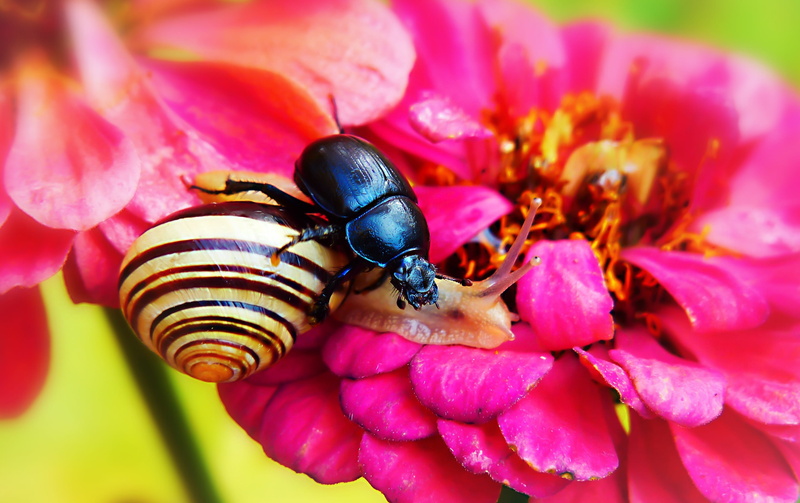 flower, the beetles, brzuchonóg, inflorescence, one animal, pink color, plant, closeup, color, invertebrates, slide, antennae, molluscs, animal wildlife