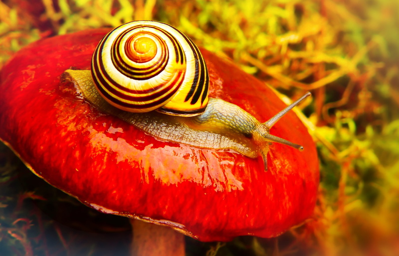 animal antenna, at the court of, mushroom, day, animal body part, moss, shell, wstężyk huntsman, animal shell, spiral, biology, animal themes, no people