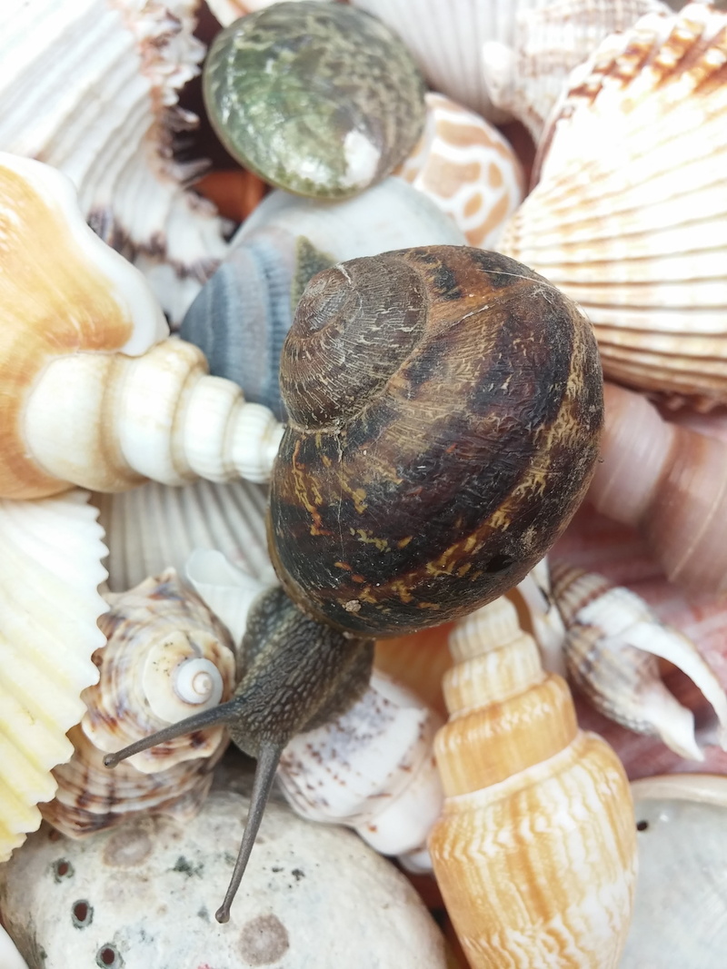 indoors, healthy eating, animal shell, animals in the wild, invertebrate, slow, animal wildlife, vertebrate, food, 2K, gastropod, close-up, mollusk, shell