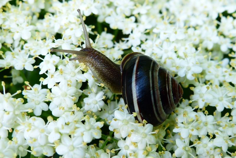 animals in the wild, brzuchonóg, the environment, beauty in nature, flowers, animal, one animal, 4K, fragility, vulnerability, molluscs, animals, crustaceans