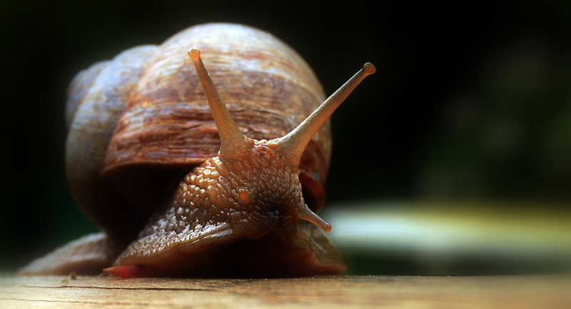 invertebrate, brown, animal themes, gastropod, garden, crawling, extreme close-up, animal antenna, probe, spiral, animal shell, surface level, boredom