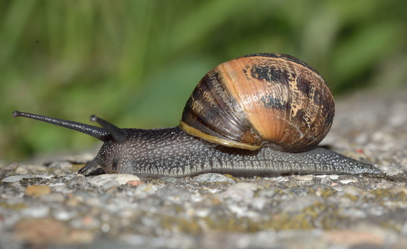 shell, animal wildlife, snail, day, close-up, nature, animal body part, mollusk, invertebrates, small, animal shell, crawling, land, invertebrate, animal