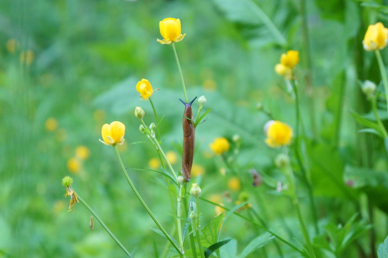 4K, beauty in nature, plant, yellow, selective focus, flowering plant, nature, slug, land, animal, food and drink, flower, springtime, grass, green color