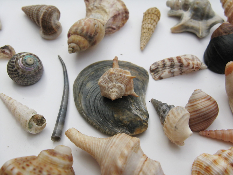 water snail, no people, marine gastropods, vacations, indoors, travel, lime, backgrounds, sand, variation, high angle view, macro, close-up, large group of objects