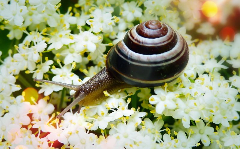 bokeh, animal shell, flower, crawling, at the court of, close-up, beauty in nature, shell, no people, flowers, brzuchonóg, spring, flowering plant, closeup