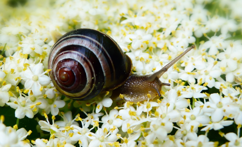molluscs, flowering plant, vegetation, flower, brzuchonóg, animal antenna, lawn, insect, beauty in nature, spiral, plant, no people, 4K, invertebrate