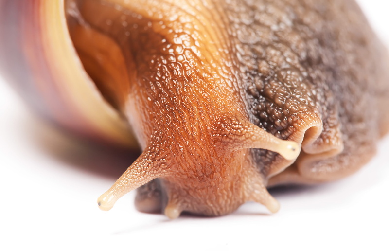 invertebrate, mollusk, gastropoda, slither, 2K, slow, molluscan, snails, closeup, shell, one animal, macro, extreme close-up, food and drink, animal wildlife