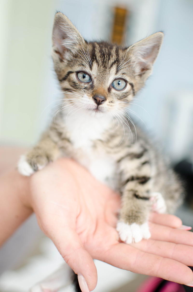 charming, domestic cat, whisker, hand, pets, human hand, young cat, animal, 4K, feline, focus on foreground, bury cat, dachowiec, mammal, pet owner, young animal