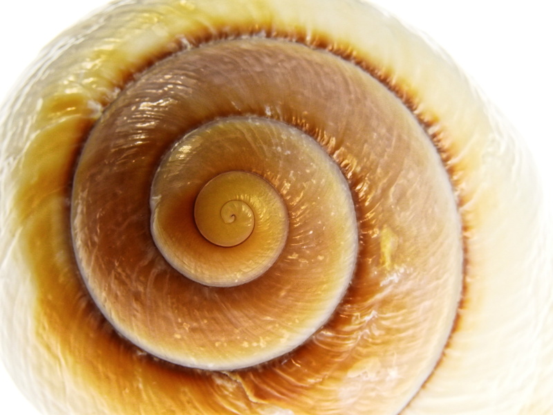 sea life, shell, food, natural pattern, swirl, science, pattern, studio shot, indoors, no people, animal wildlife, coffee, nature, sea animals, extreme close-up