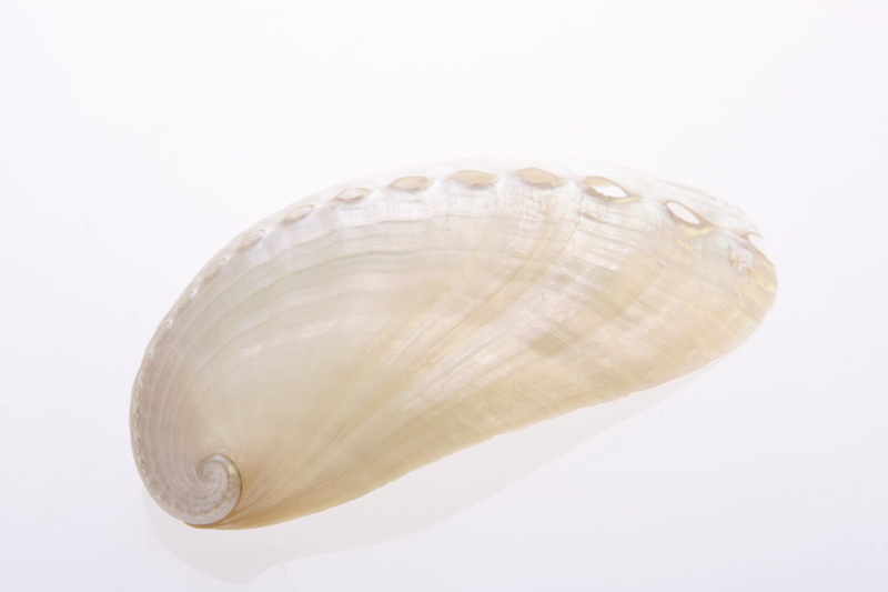 coral, life, natural, maritime, pod, isolated, swirl, photo, mussel, close-up, closeup, environment, thorn, security, seashore, animal, white, mollusk