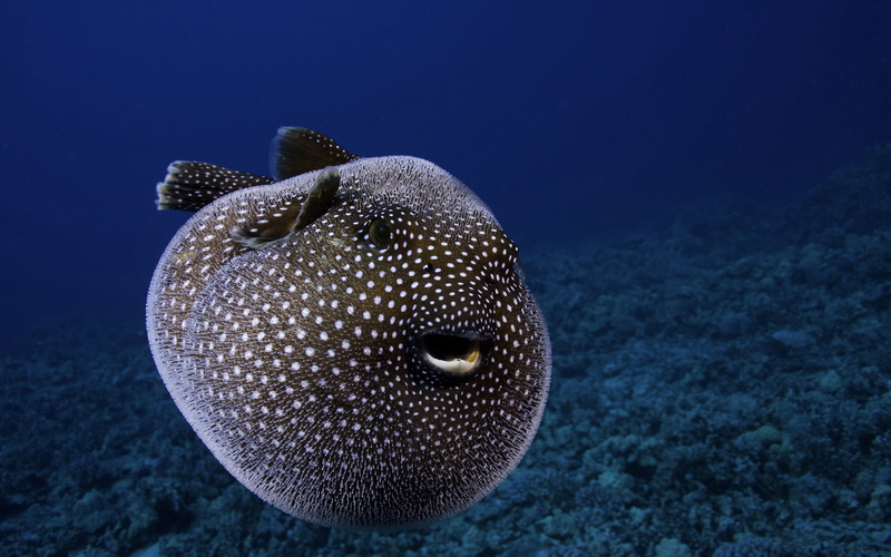 swimming, animal wildlife, pufferfish, meleagris, blue, spotted, underwater, guineafowl, hawaii, animal themes, undersea, animal, no people, animals in the wild