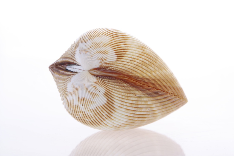 life, pod, seashell, marine, cowrie, still life, detail, coral, bone, animal shell, studio shot, exotic, shellfish, tropical, natural pattern, spiral, white background