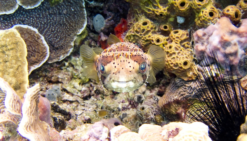 reef, one animal, photography, animals in the wild, marine, nature, solid, coral, sea, underwater, brown, outdoors, sea life, animal, pufferfish, no people