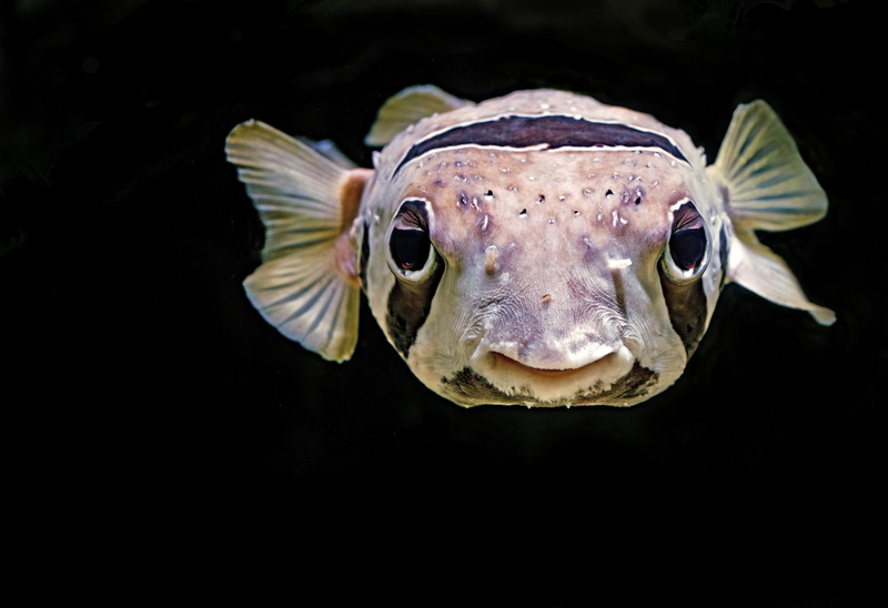 brown, close, animal wildlife, one animal, pufferfish, purple, animal eye, animal body part, swimming, black background, underwater, looking at camera