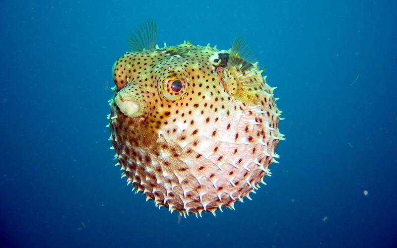 Fish, Pufferfish, 2K, Animal