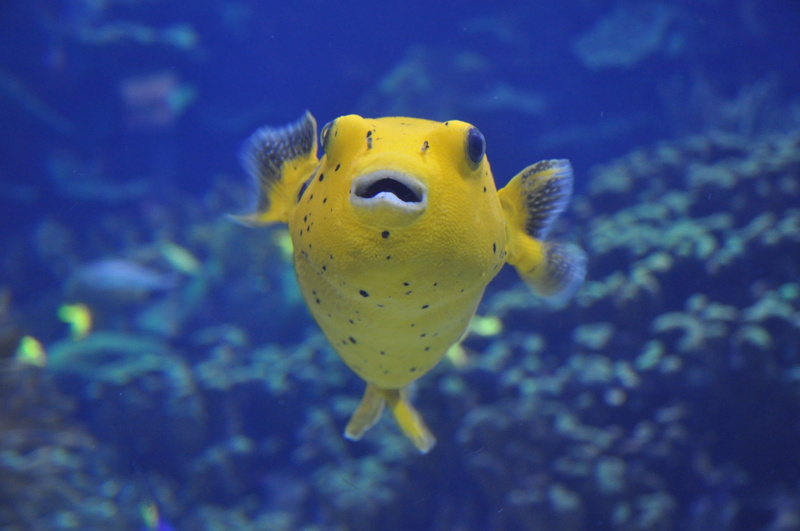 pufferfish, animals in the wild, sea life, 4K, no people, nature, saltwater fish, yellow, water, full length, swimming, one animal, vertebrate, undersea