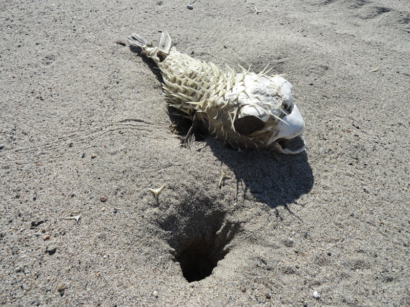 bone, dead, no people, high angle view, nature, animal, 4K, sunlight, land, bird, skeleton, animal themes, tetraodontidae, one animal, day, beach, vertebrate