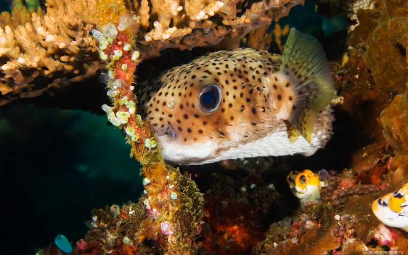 no people, underwater, marine, nature, Animal, vertebrate, sea life, spotted, swimming, Fish, Pufferfish, animal themes, invertebrate, sea, water, animals in the wild