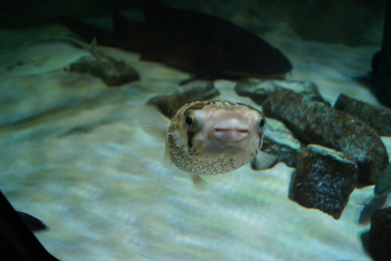 720P, Animal, Pufferfish