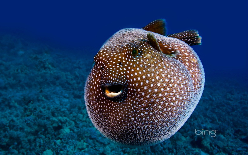 Animal, Pufferfish, Fish, 1080P