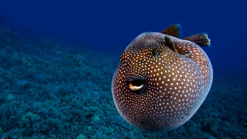 swimming, nature, animal wildlife, no people, blue, marine, sea life, water, invertebrate, ecosystem, one animal, sea, 720P, pufferfish, animal, undersea