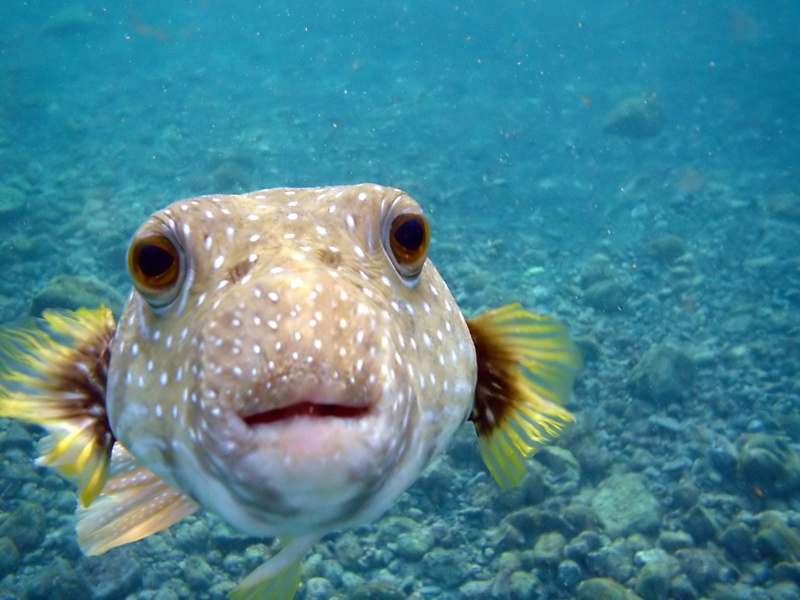 Fish, Pufferfish, Animal, 720P