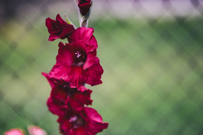 garden, blooming, flowering plant, flower, vulnerability, close-up, fruits, freshness, plant, leaves, summer, growth, nature, focus on foreground, red