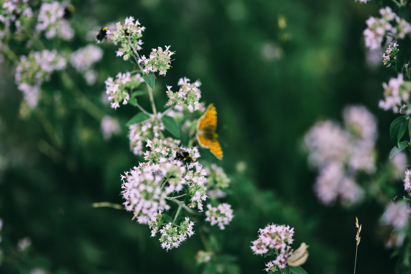 vegetables, blooming, in the garden, animal wildlife, lavender, fruits, flowering plant, springtime, focus on foreground, flora, summer, 5K, botany, leaf