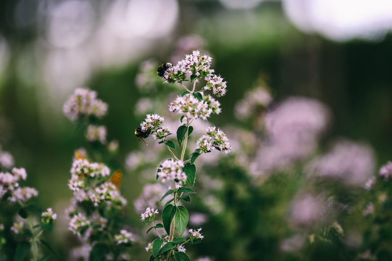 blossom, colorfull, flora, fruits, softness, beauty In Nature, flower, fragility, focus on foreground, in the garden, vegetables, floral, leaves, nature