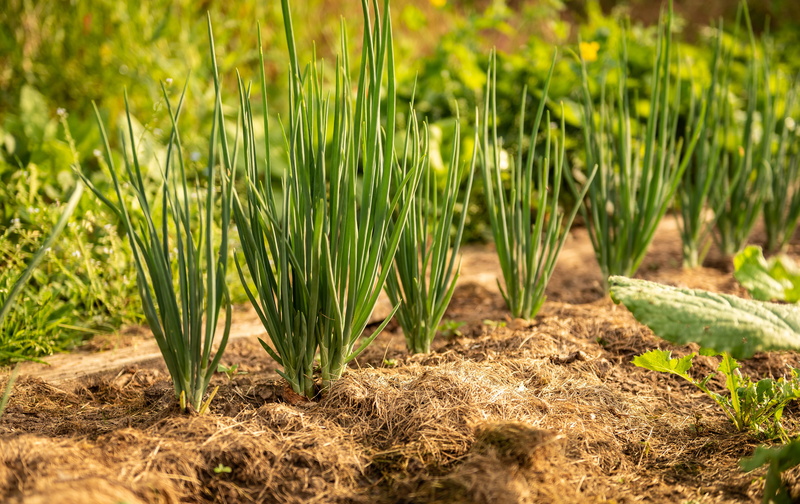 close-up, field, sunlight, agriculture, day, nature, landscape, garden, green color, vegetables, no people, growth, outdoors, beauty in nature, crop, freshness