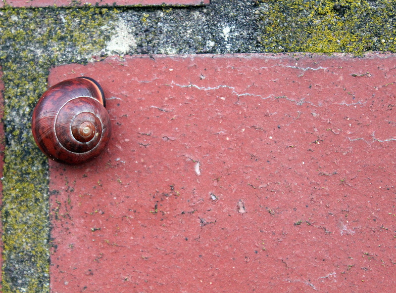 brown, nature, animal themes, autumn, 4K, mollusk, no people, high angle view, animal, animals in the wild, fugue, red, wall stone, shell, red brown, spiral
