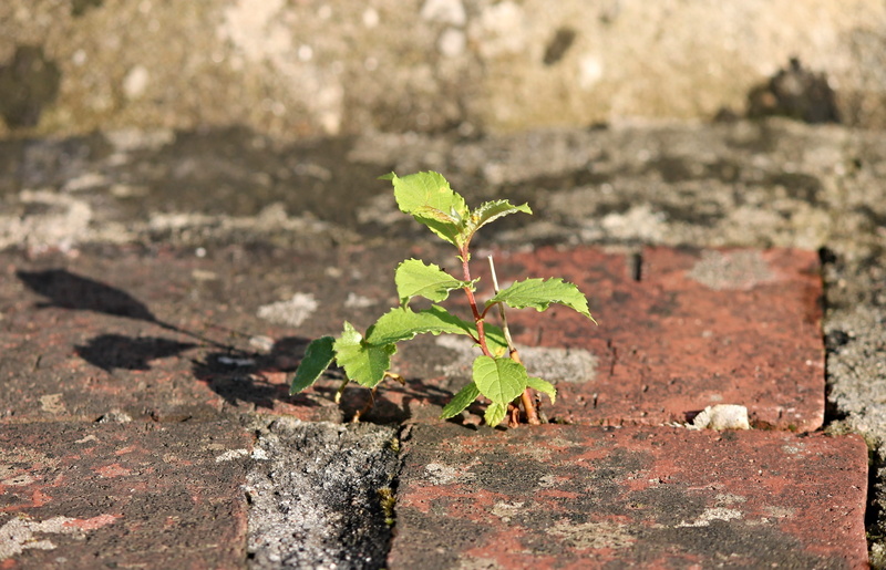 stone wall, vulnerability, 4K, survive, fragility, leaf, small, win, plants shoot, high angle view, drive, plant part, beginnings, day, nature, fugue